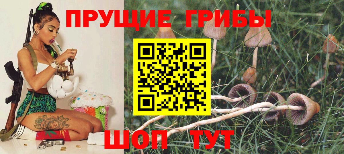 Псилоцибиновые грибы Cubensis Чехов